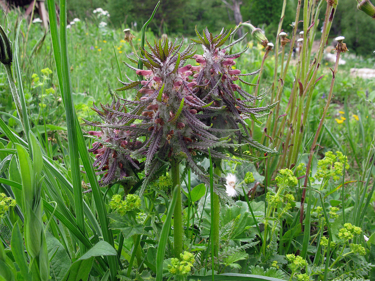 Image of Pedicularis wilhelmsiana specimen.