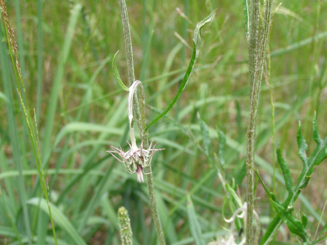 Image of Jurinea charcoviensis specimen.