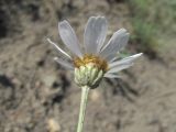 Anthemis fruticulosa. Соцветие (вид со стороны обёртки). Дагестан, Докузпаринский р-н, окр. с. Усухчай, ок. 1000 м н.у.м., склон. 04.06.2019.