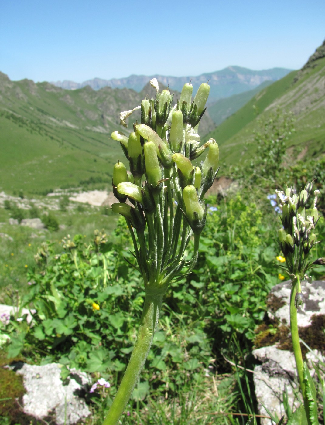 Image of Primula bayernii specimen.