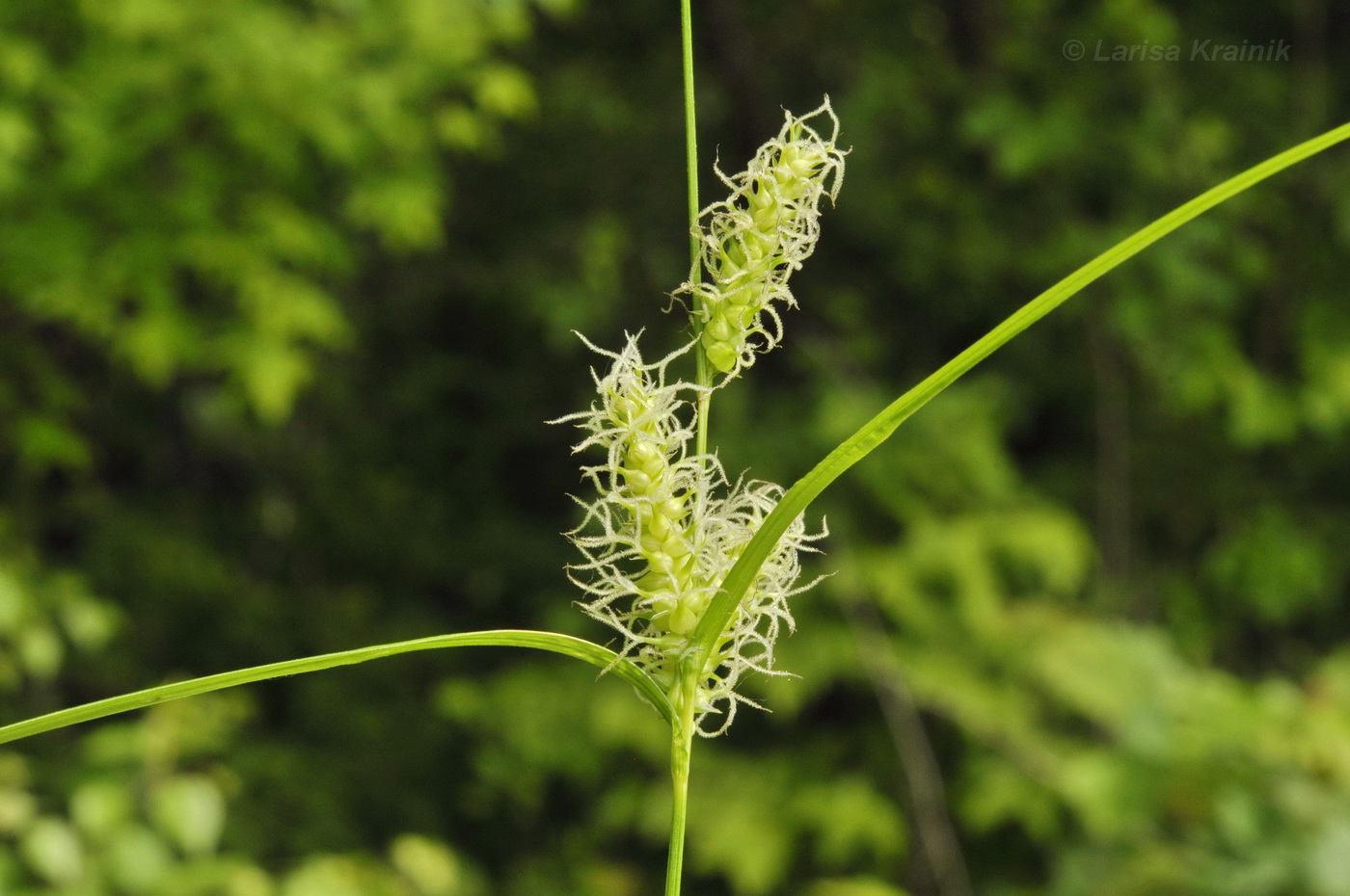 Изображение особи Carex dispalata.