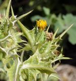 Scolymus maculatus