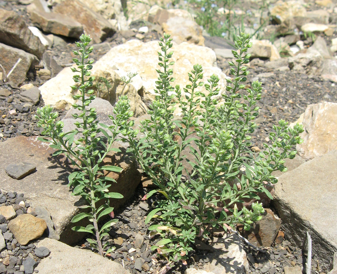 Изображение особи Alyssum alyssoides.