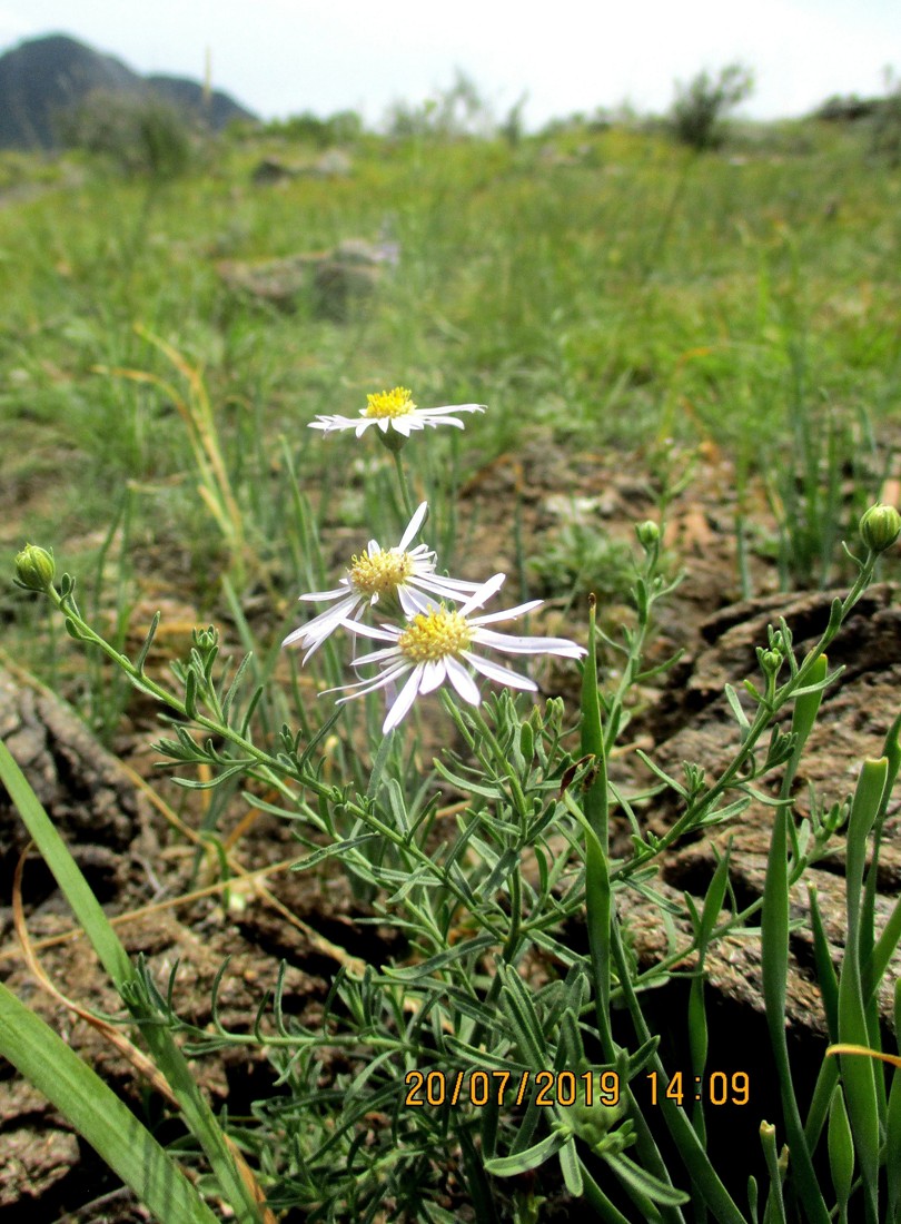 Image of genus Heteropappus specimen.