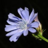Смотреть изображение Cichorium intybus