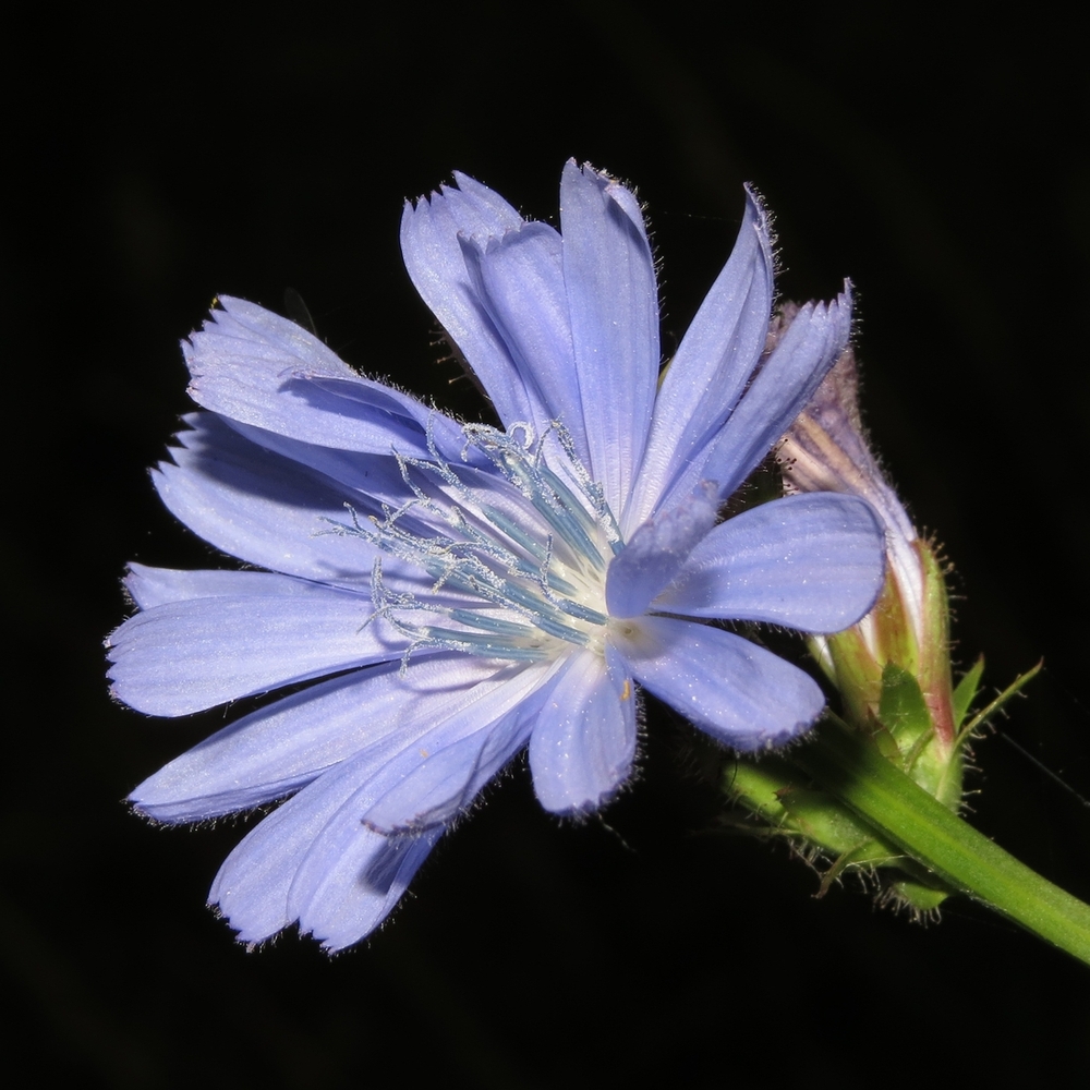 Image of Cichorium intybus specimen.