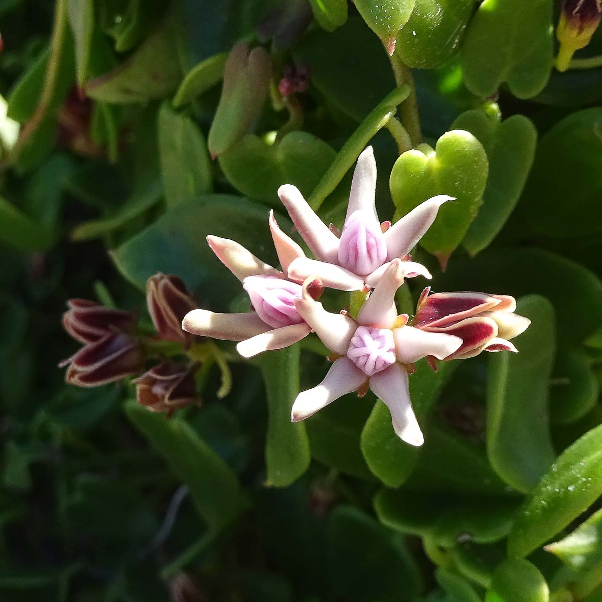 Изображение особи Diplolepis boerhaviifolia.