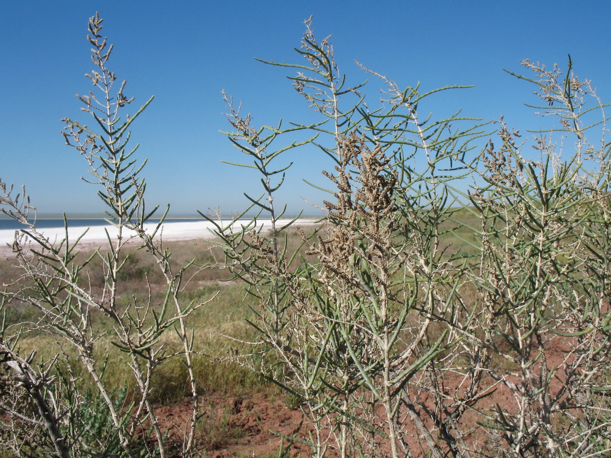 Image of Halostachys belangeriana specimen.