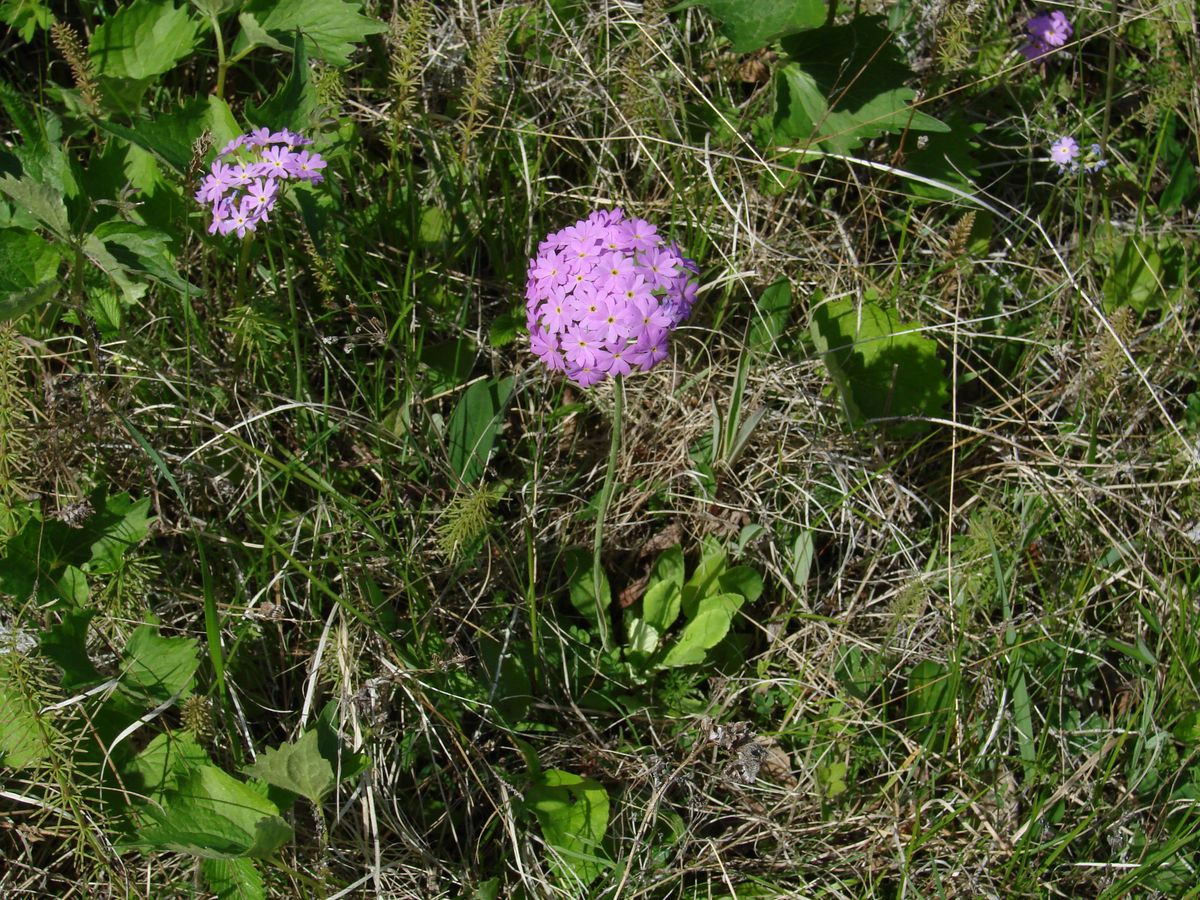 Изображение особи Primula farinosa.