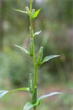 Oenothera rubricaulis. Часть соплодия. Беларусь, Витебская обл., ландшафтно-гидрологический заказник \"Глубокский Мох\", смешанный хвойно-широколиственный лес, обочина грунтовой дороги. 01.08.2019.