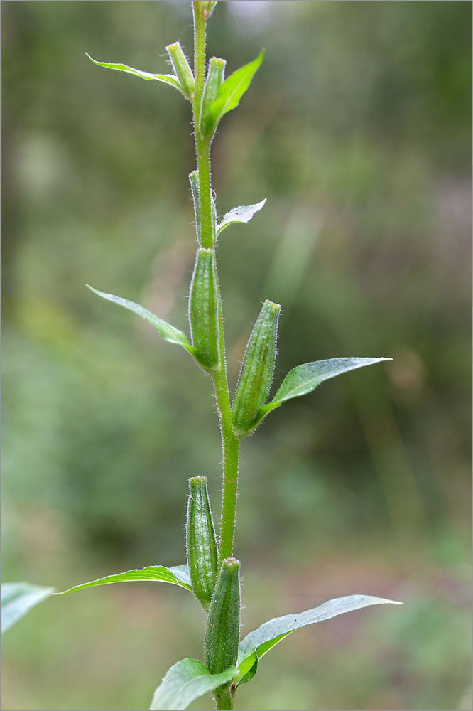 Изображение особи Oenothera rubricaulis.