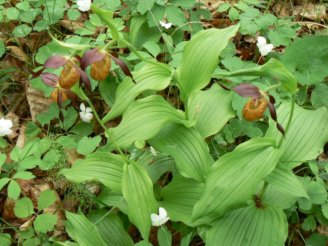 Изображение особи Cypripedium calceolus.