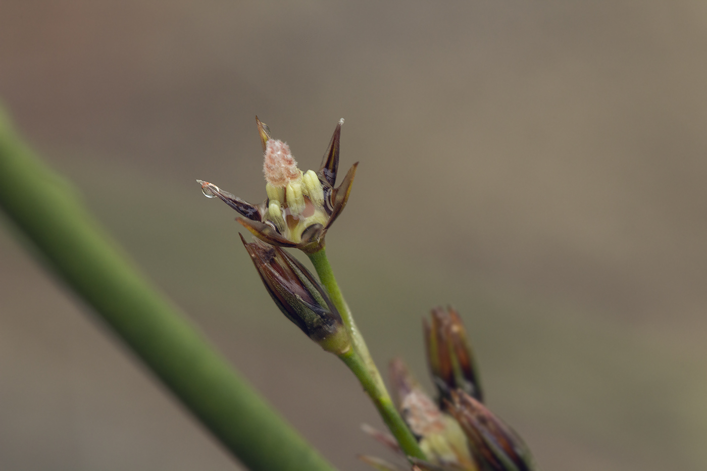 Изображение особи Juncus haenkei.