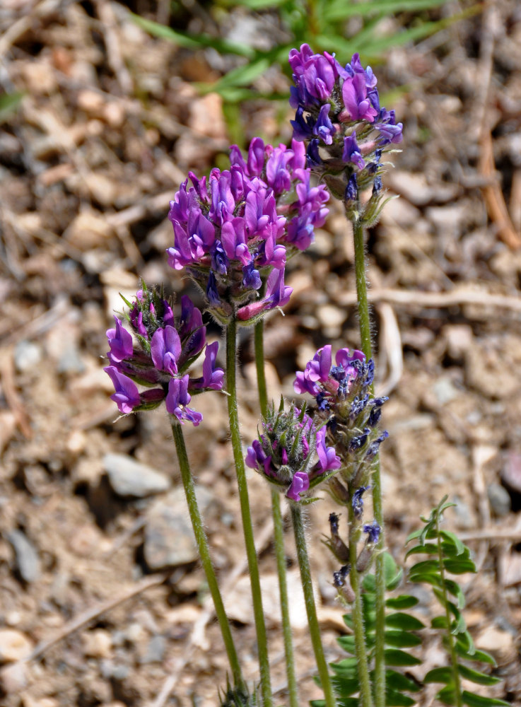 Image of Oxytropis strobilacea specimen.