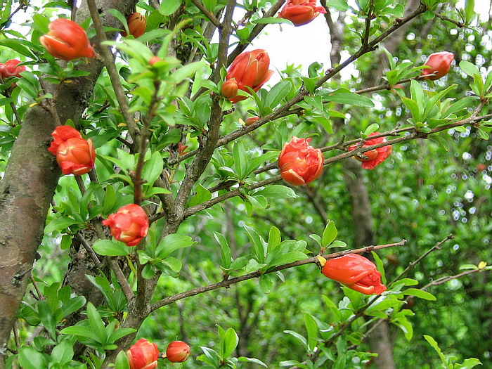 Изображение особи Punica granatum.