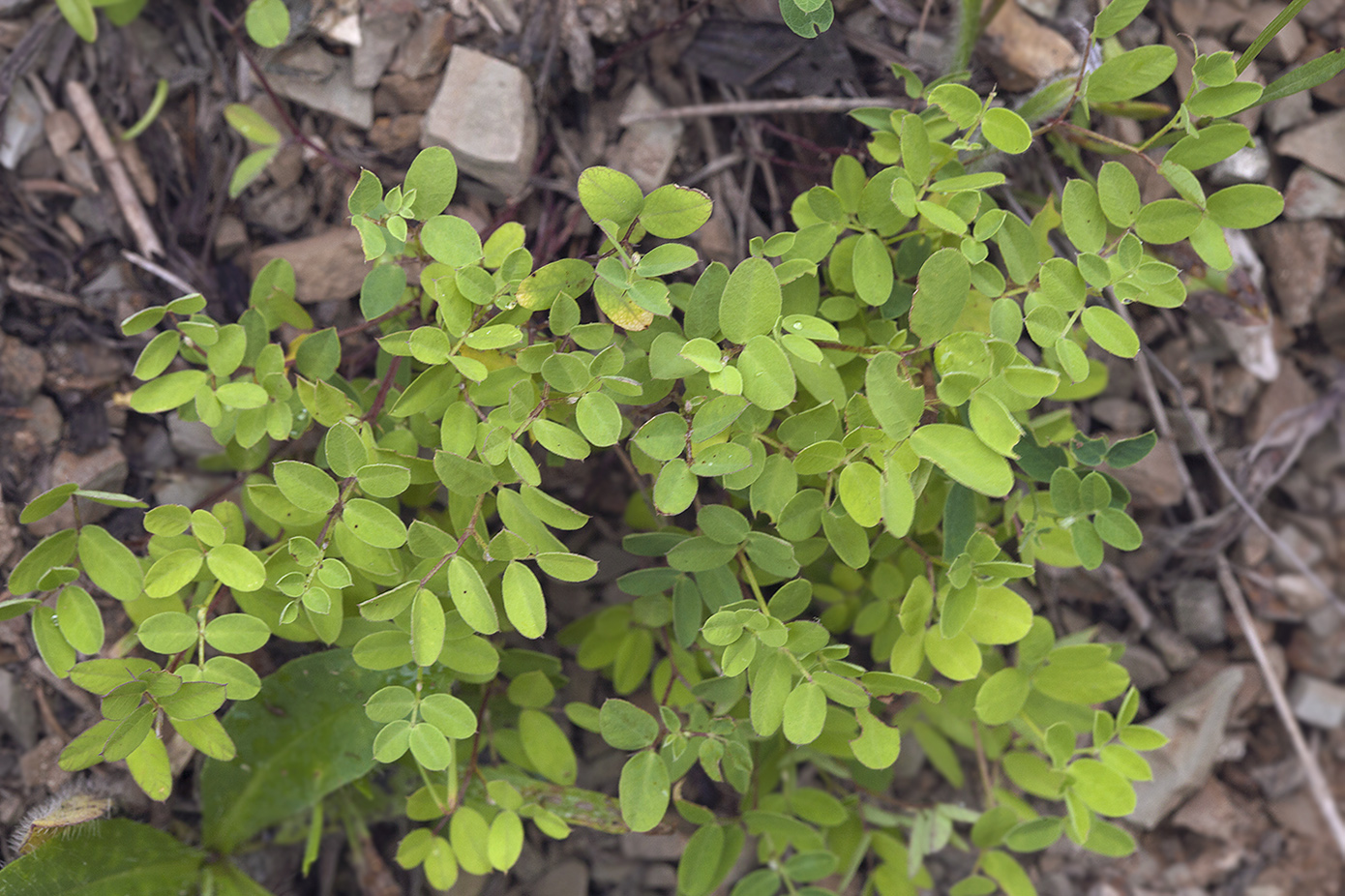 Image of Vicia nipponica specimen.