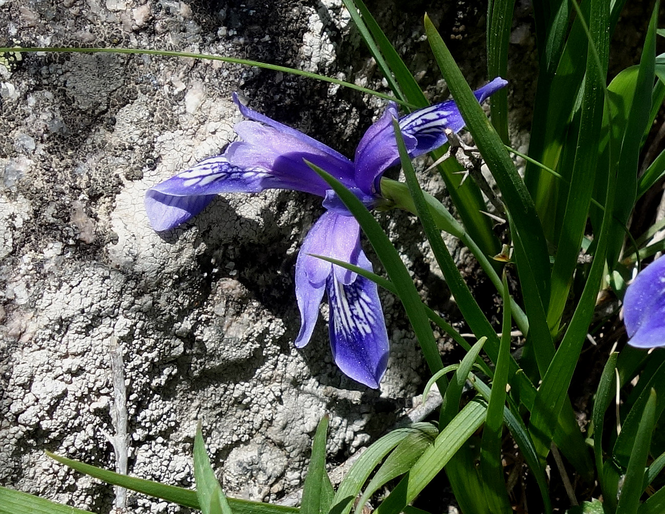 Изображение особи Iris ruthenica.