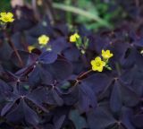 Oxalis stricta