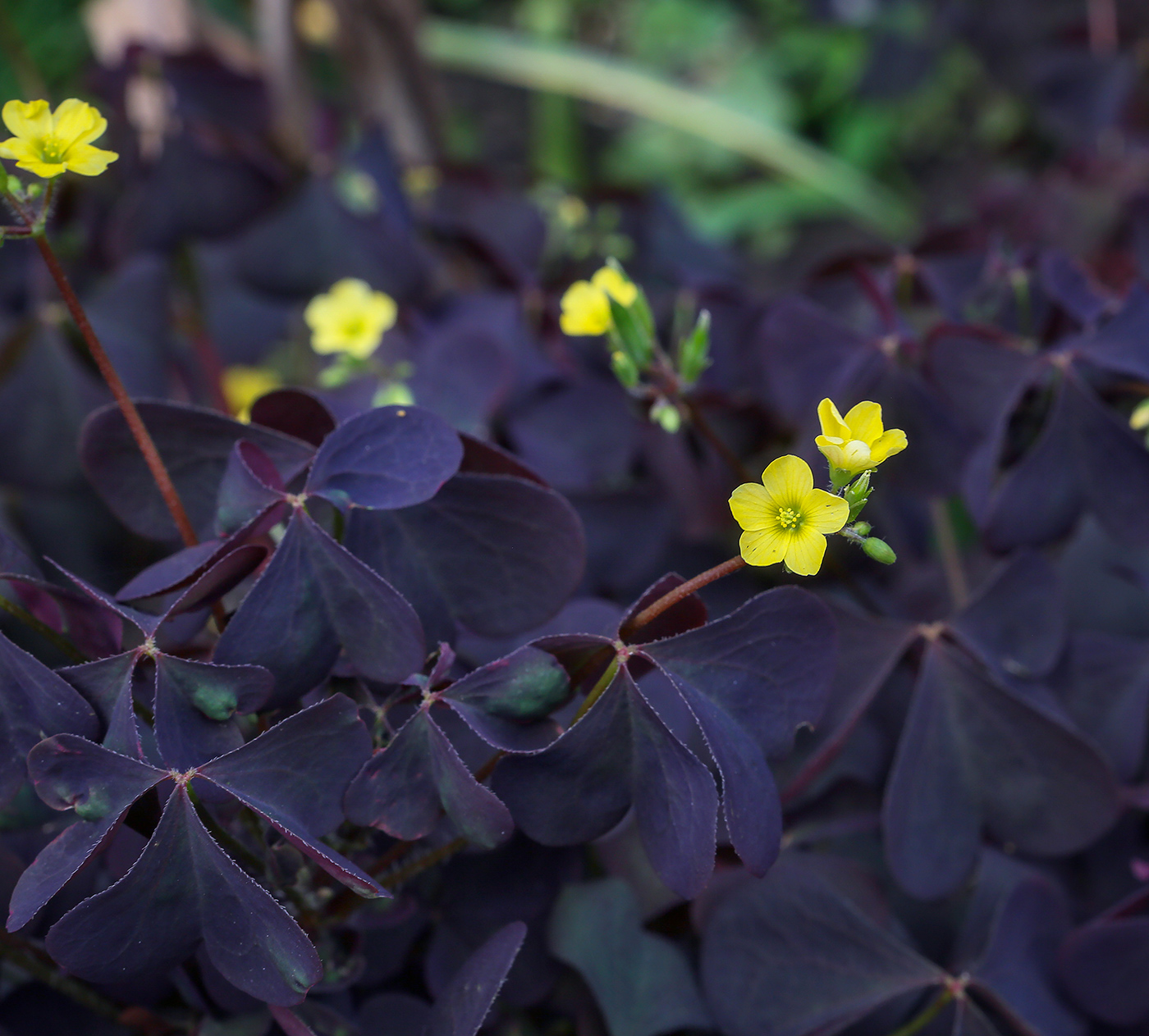 Изображение особи Oxalis stricta.