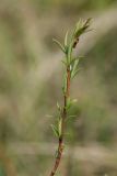 Salix rosmarinifolia