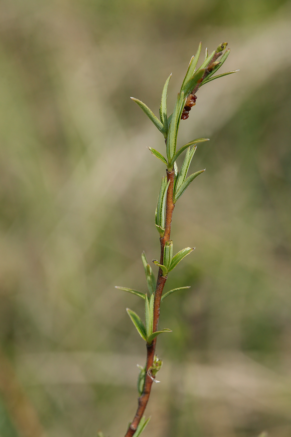 Image of Salix rosmarinifolia specimen.