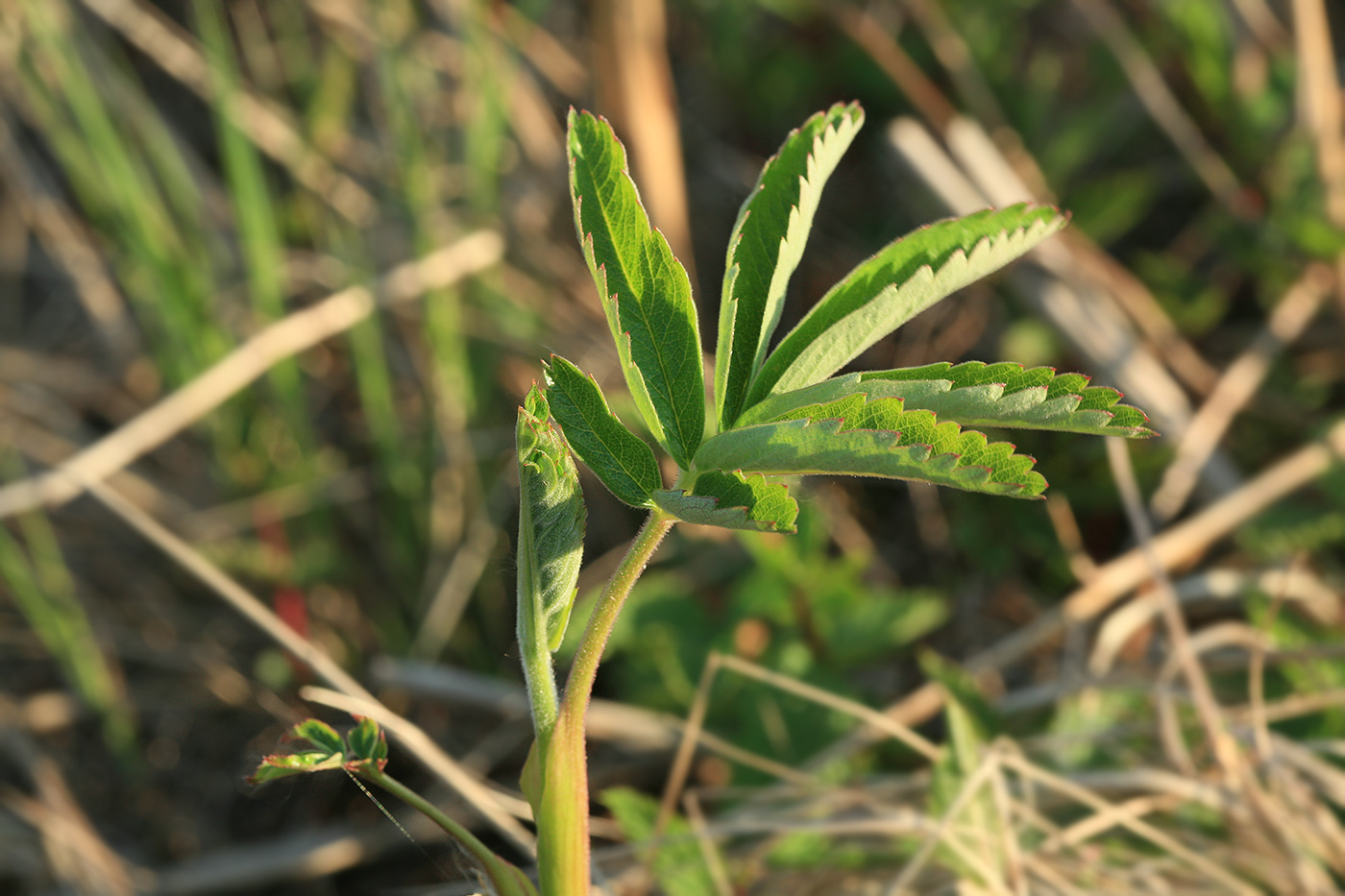 Image of Comarum palustre specimen.