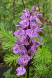 Dactylorhiza fuchsii. Соцветие. Пермский край, подножие Вогульского камня, смешанный лес, долина р. Жигалан, обочина дороги. 30.06.2010.