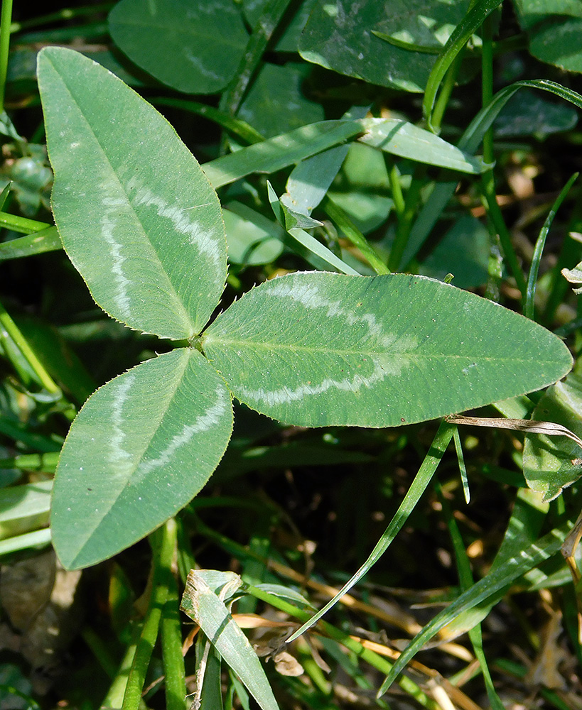 Image of Trifolium ambiguum specimen.