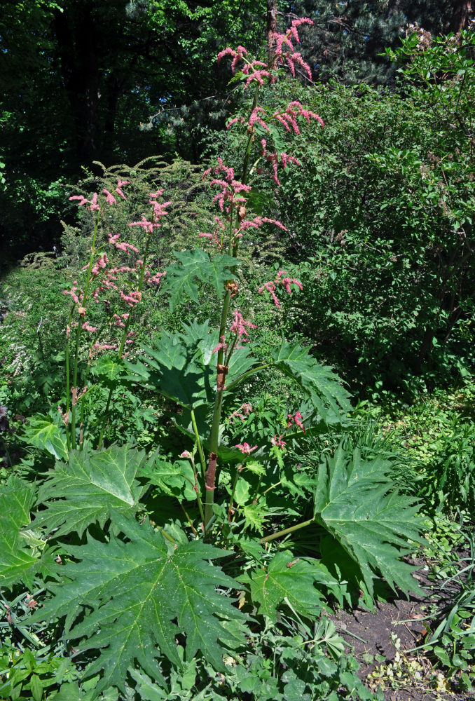 Image of Rheum palmatum specimen.