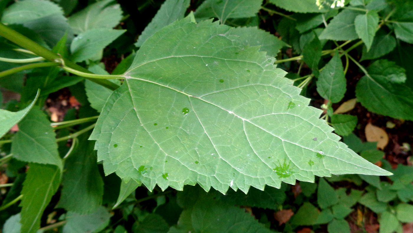 Изображение особи Ageratina altissima.