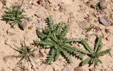 Neotorularia torulosa