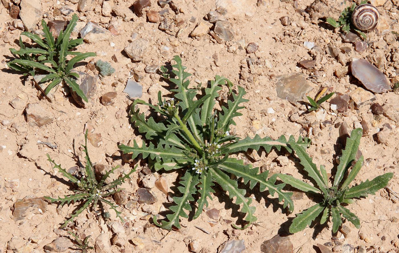 Image of Neotorularia torulosa specimen.