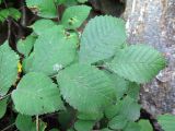 Ulmus macrocarpa