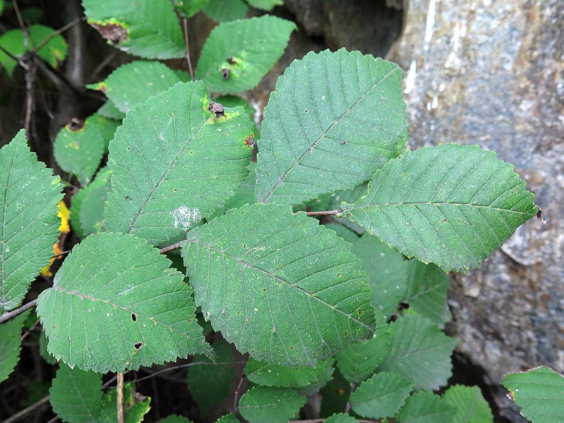 Изображение особи Ulmus macrocarpa.