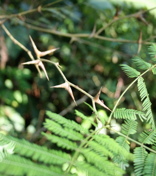 Изображение особи Vachellia collinsii.