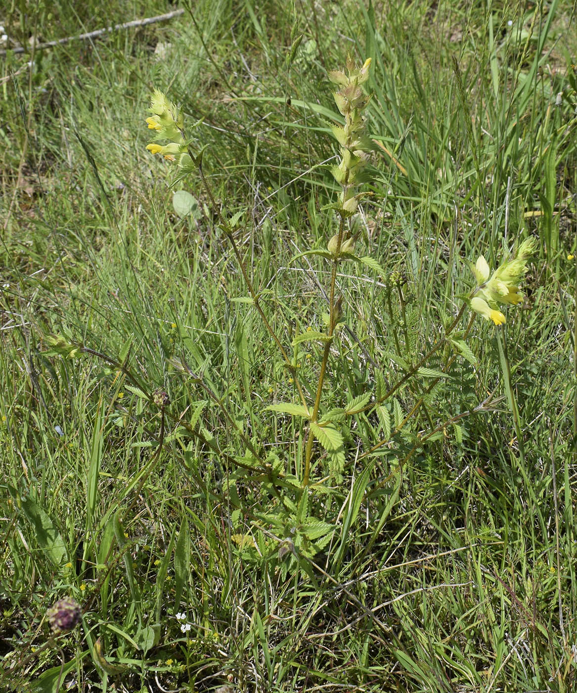 Изображение особи Rhinanthus pumilus.