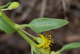 Tetragonia calycina