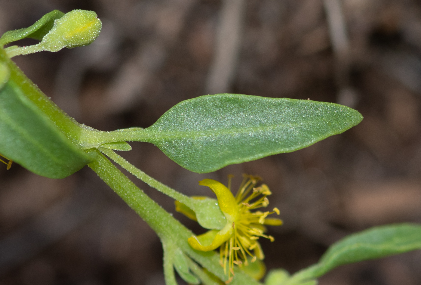 Изображение особи Tetragonia calycina.