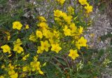 Linum ucranicum