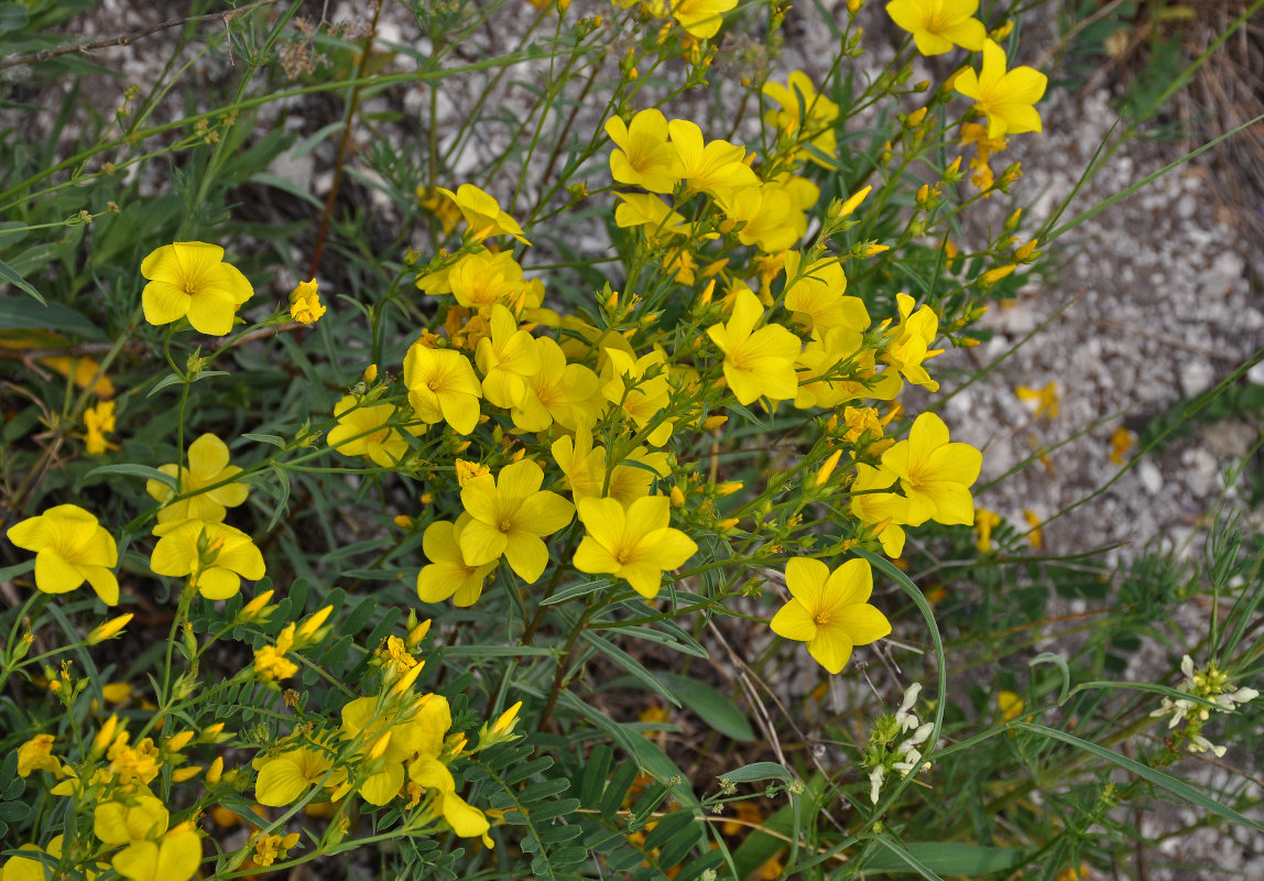 Image of Linum ucranicum specimen.