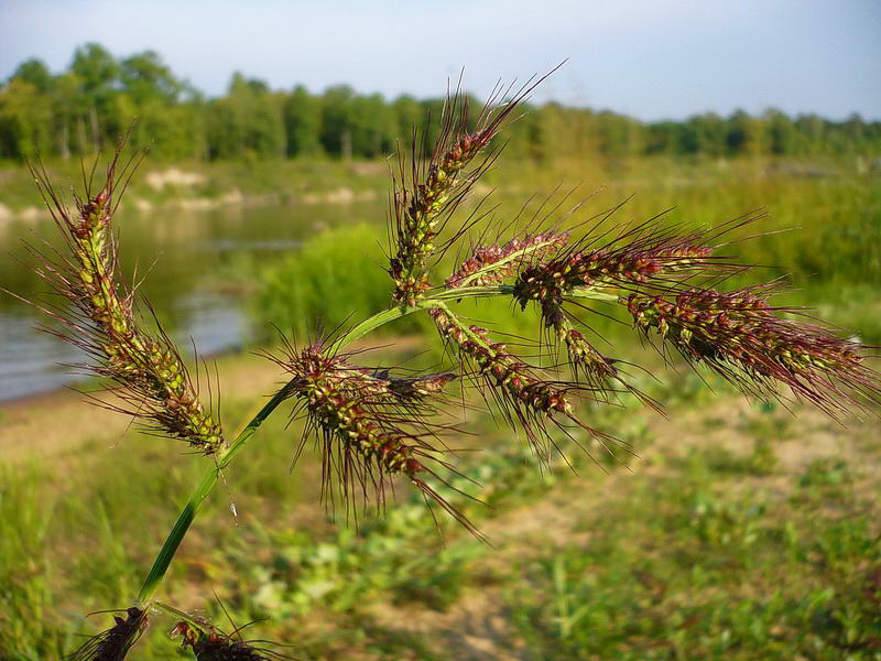 Image of Echinochloa crus-galli specimen.