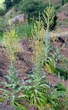 Verbascum songaricum