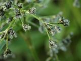 Scirpus sylvaticus. Часть соцветия. Ленинградская обл., Лужский р-н, пойма р. Луга у дер. Кемка. 10.06.2010.