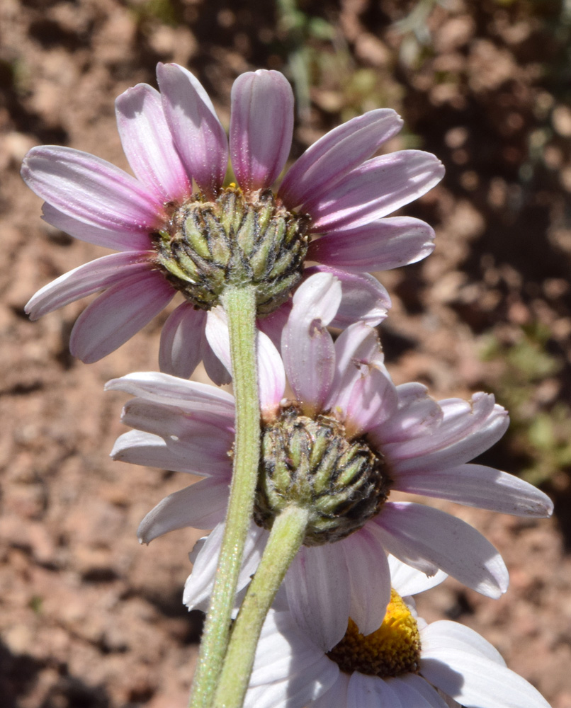 Image of Richteria pyrethroides specimen.