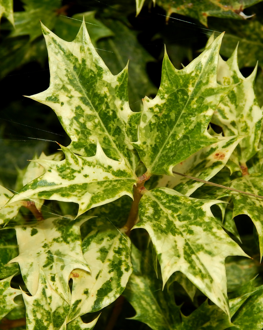 Image of Osmanthus heterophyllus specimen.