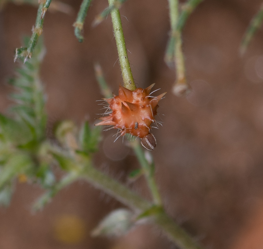 Image of Tribulus zeyheri specimen.