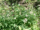 Eruca sativa