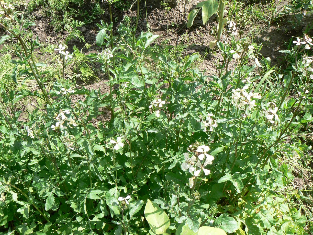 Image of Eruca sativa specimen.