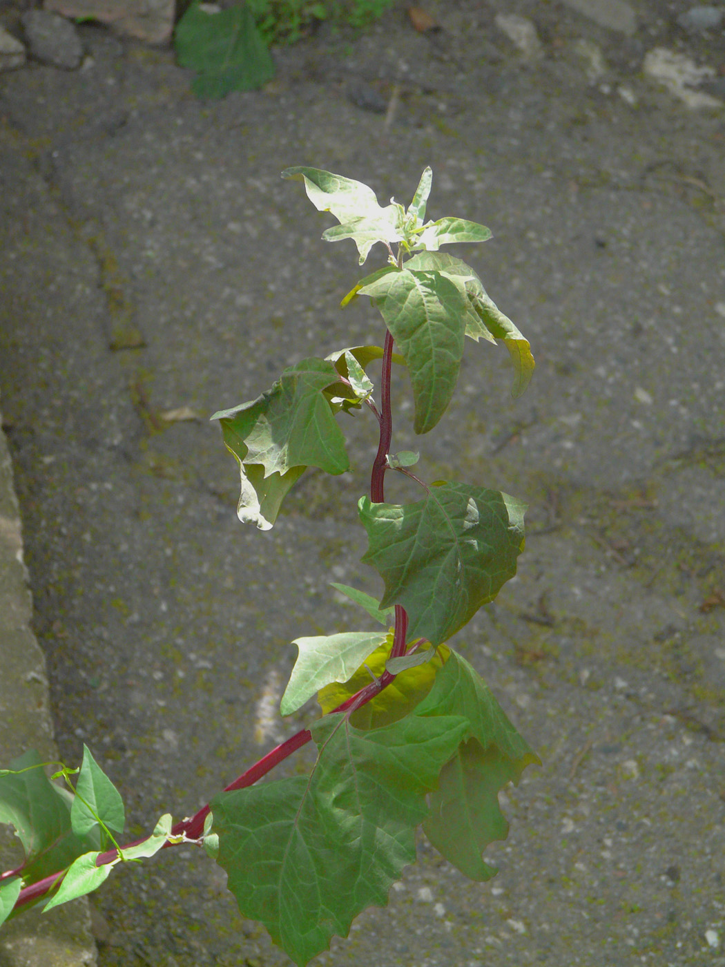 Image of Atriplex hortensis specimen.