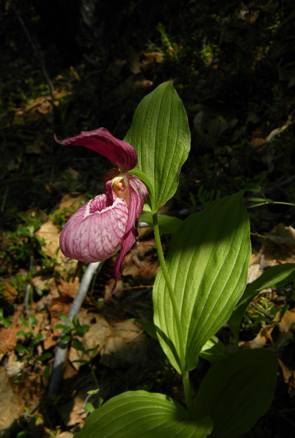 Image of Cypripedium × ventricosum specimen.